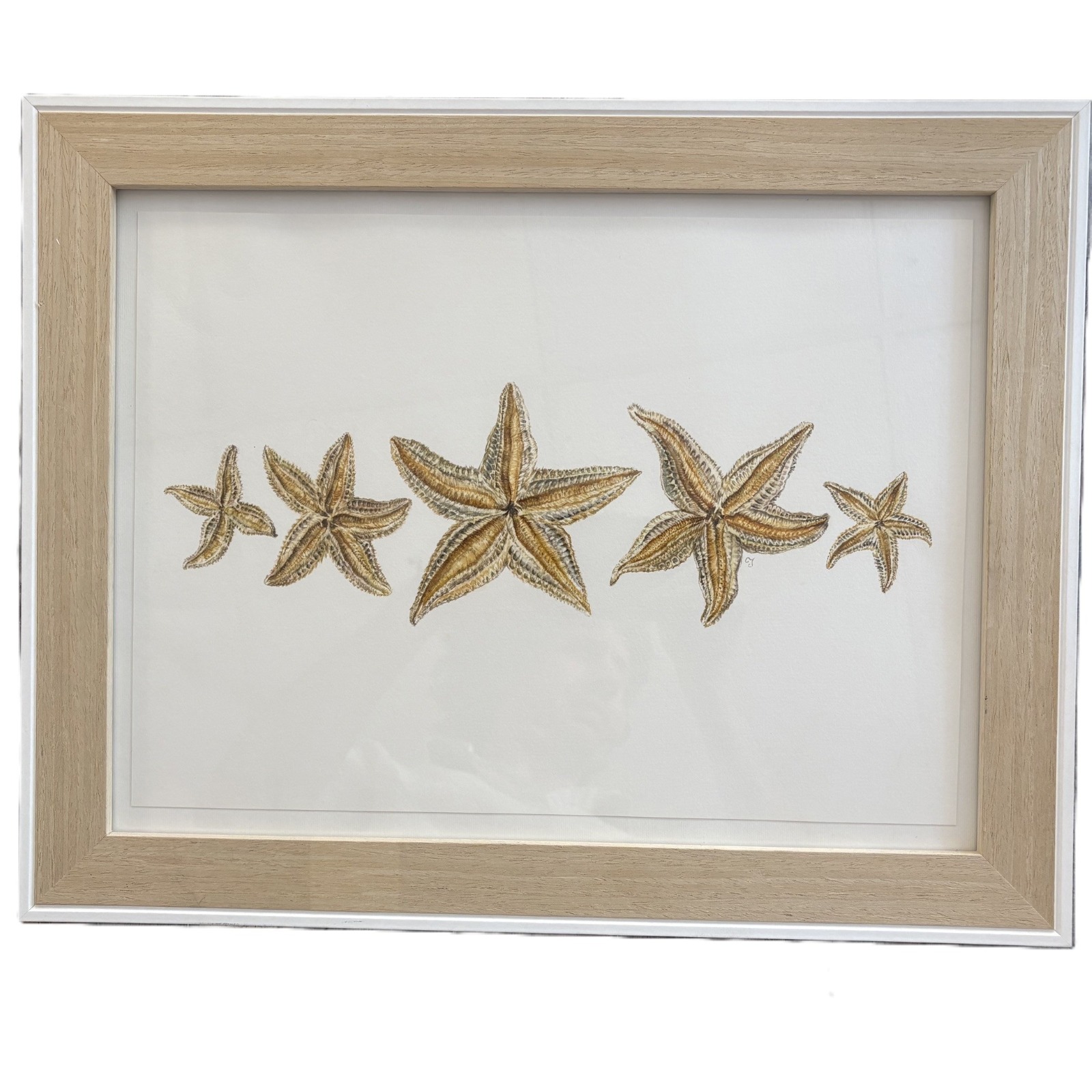 Starfish Watercolour Painting by Clare Jenkinson