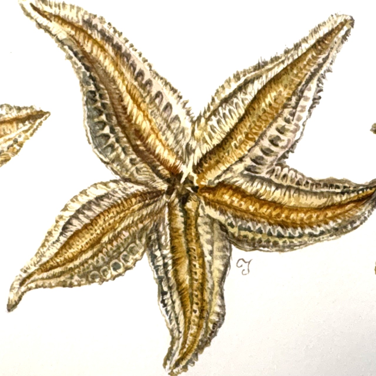 Starfish