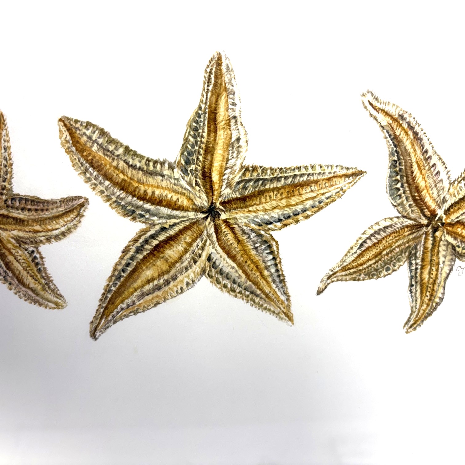 Starfish Painting