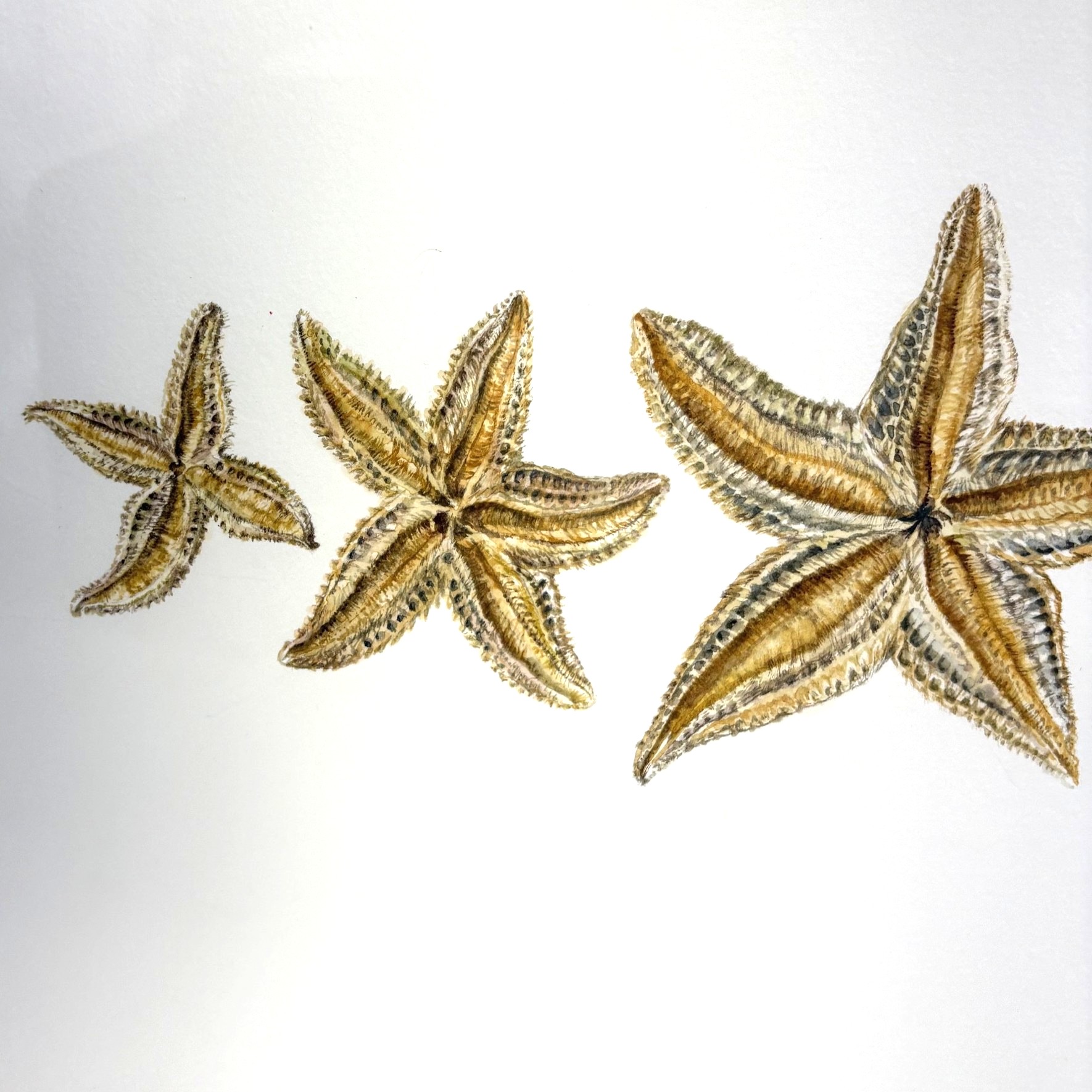 Starfish Watercolour Original Painting
