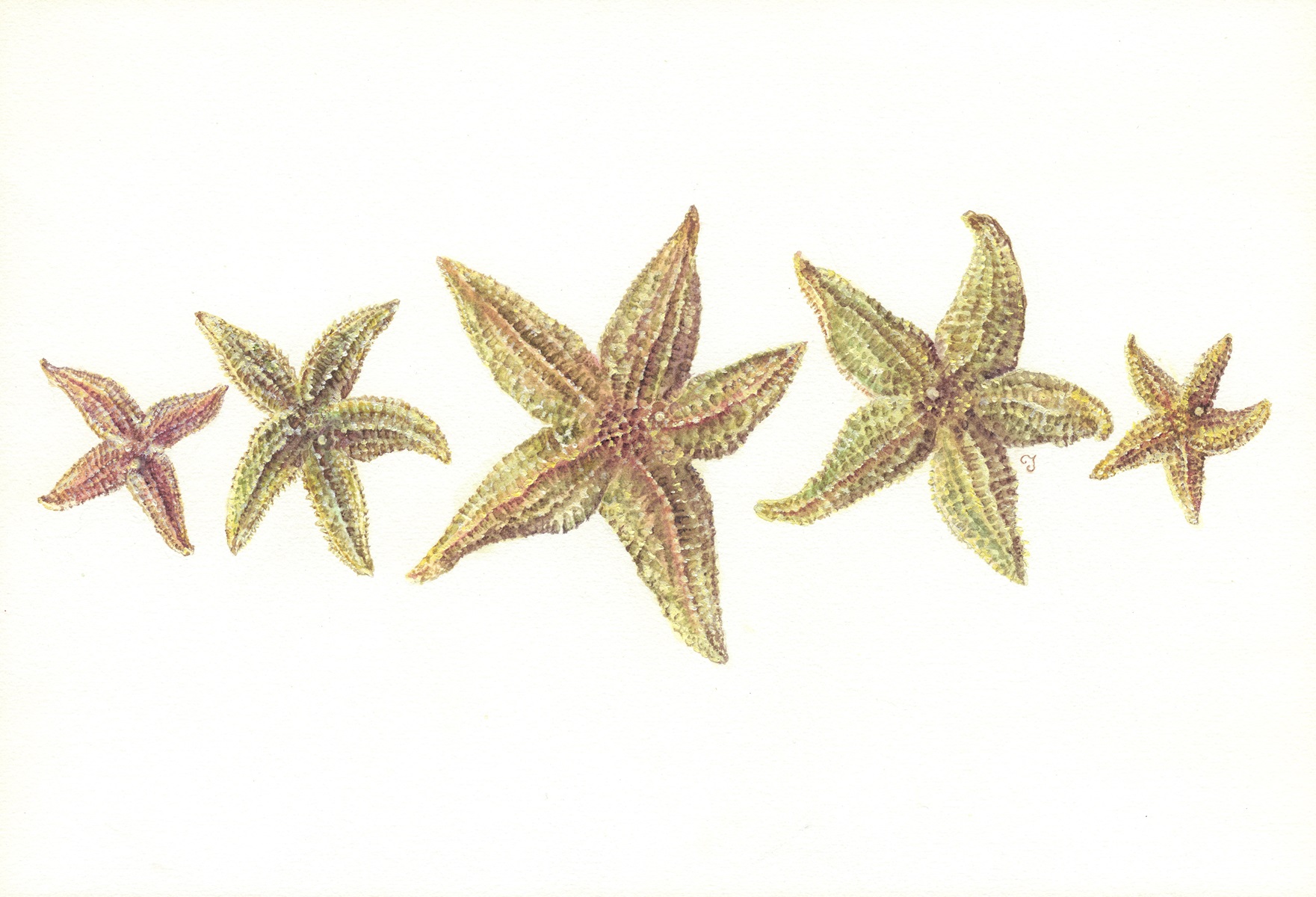 Starfish Print