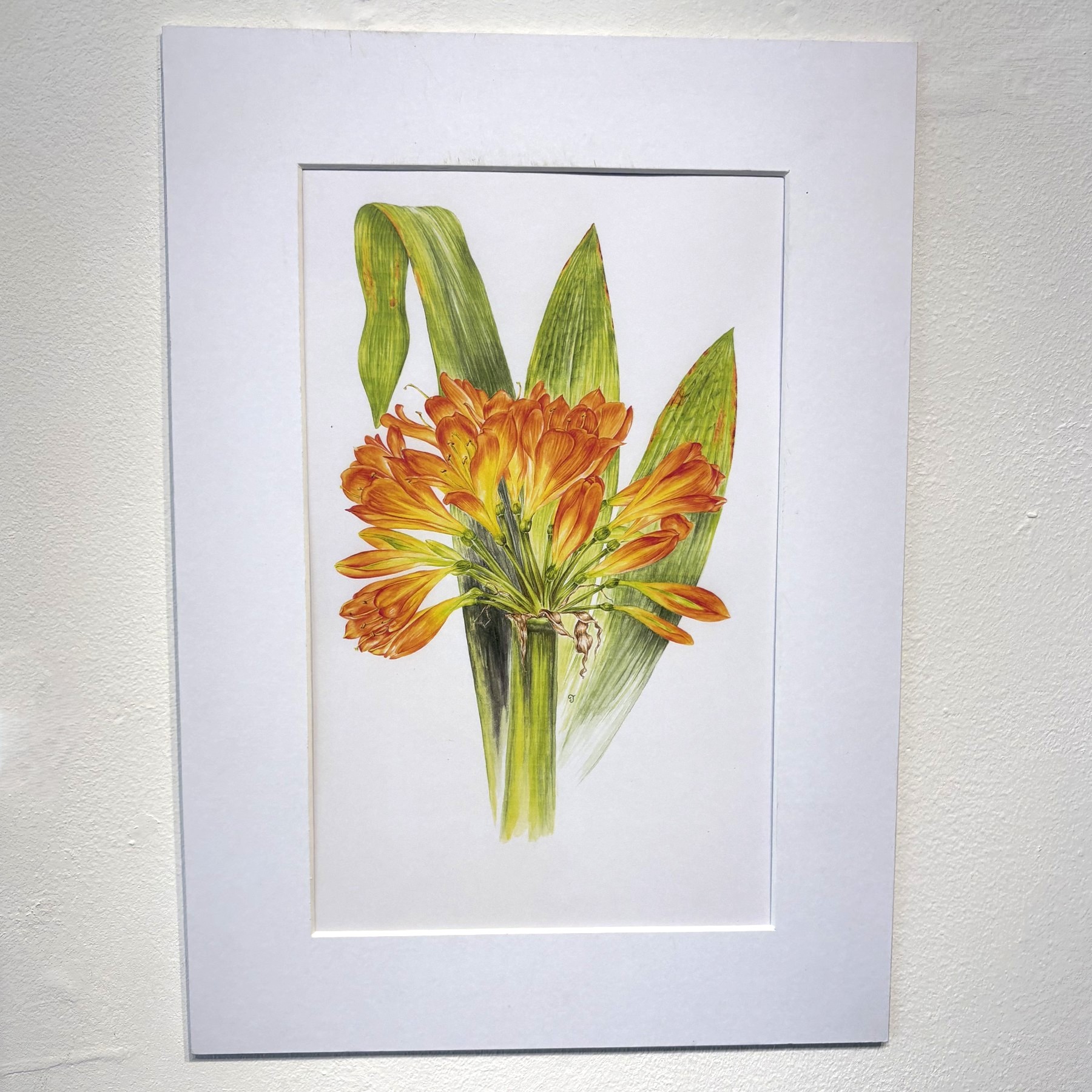 Kaffir Lily, Clivia Miniata Print by Clare Jenkinson