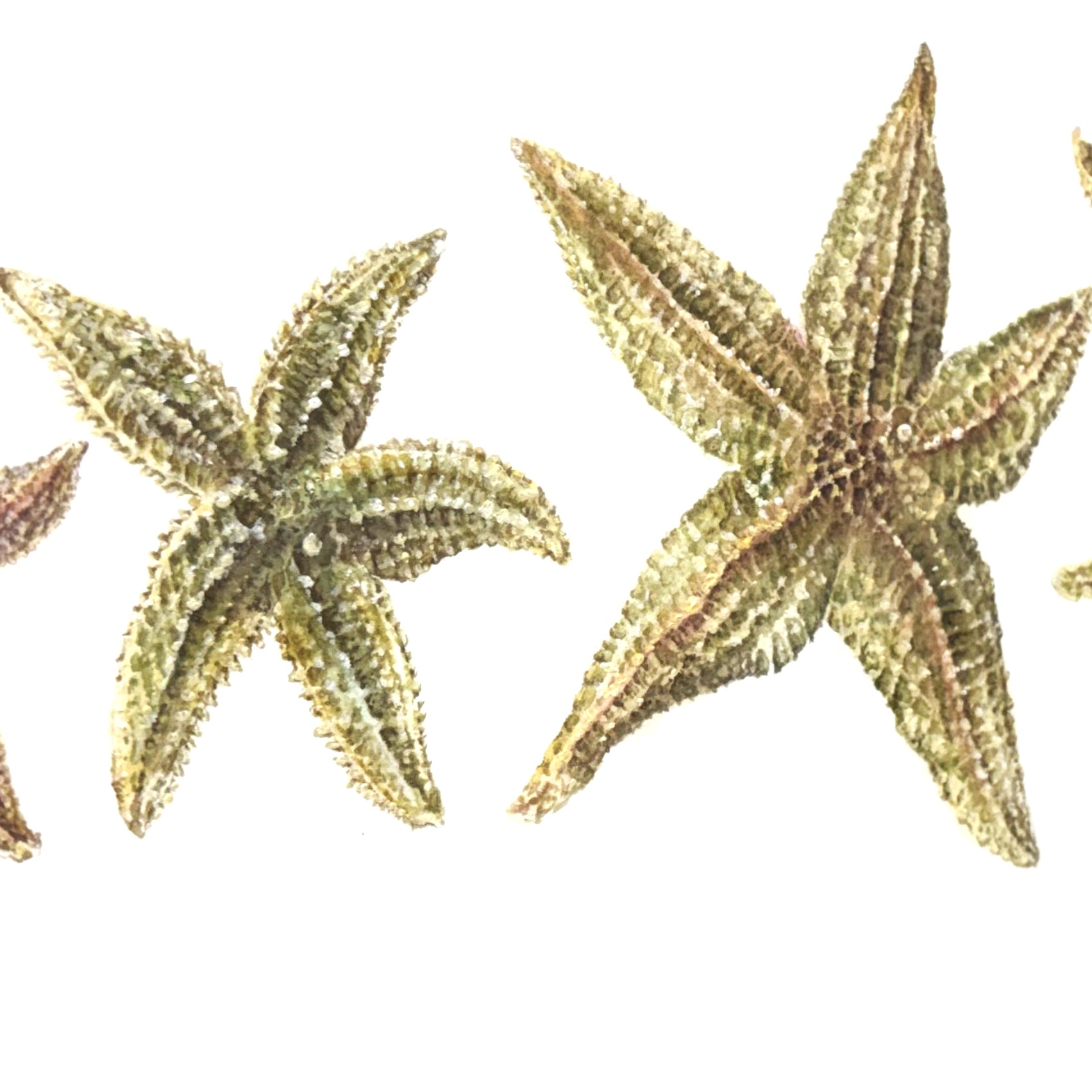 Starfish II - Original Watercolour Painting by Clare Jenkinson - Image 3