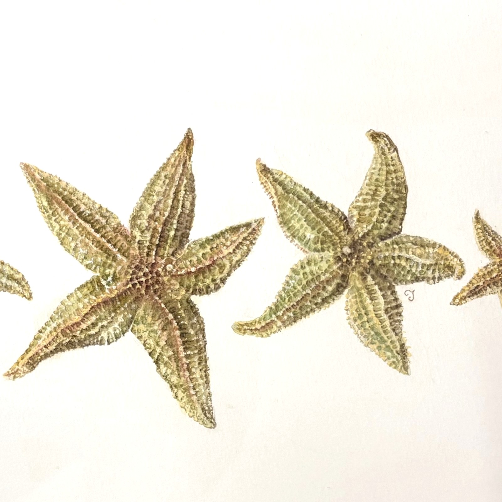 Starfish II - Original Watercolour Painting by Clare Jenkinson - Image 5