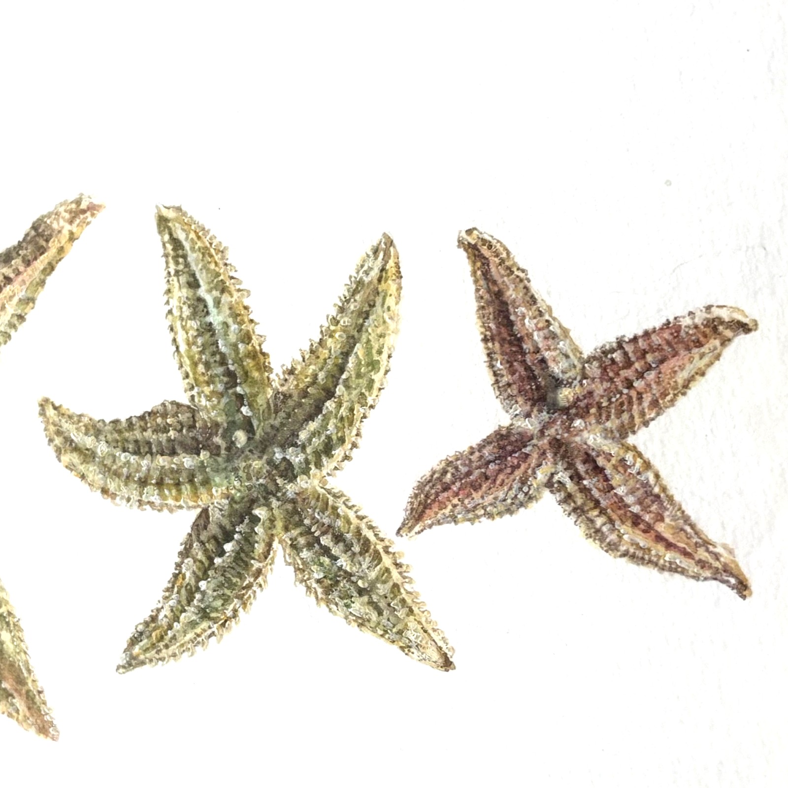 Starfish Pinting