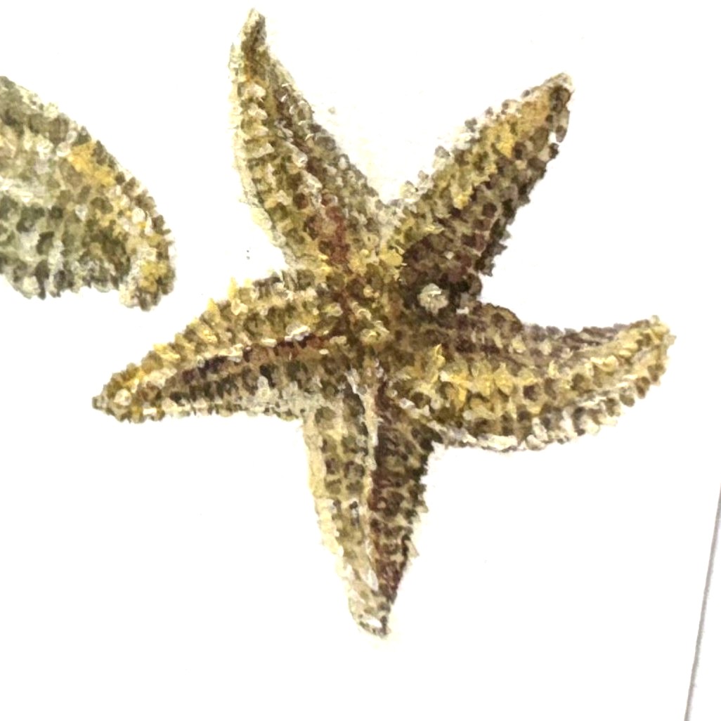 Starfish II - Original Watercolour Painting by Clare Jenkinson - Image 2